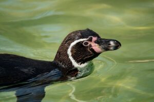 頭皮ケアに最適な薬局の商品は何ですか？