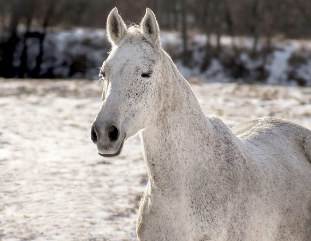 乾燥頭皮のフケに悩む男性におすすめのマッサージ強さの目安は？