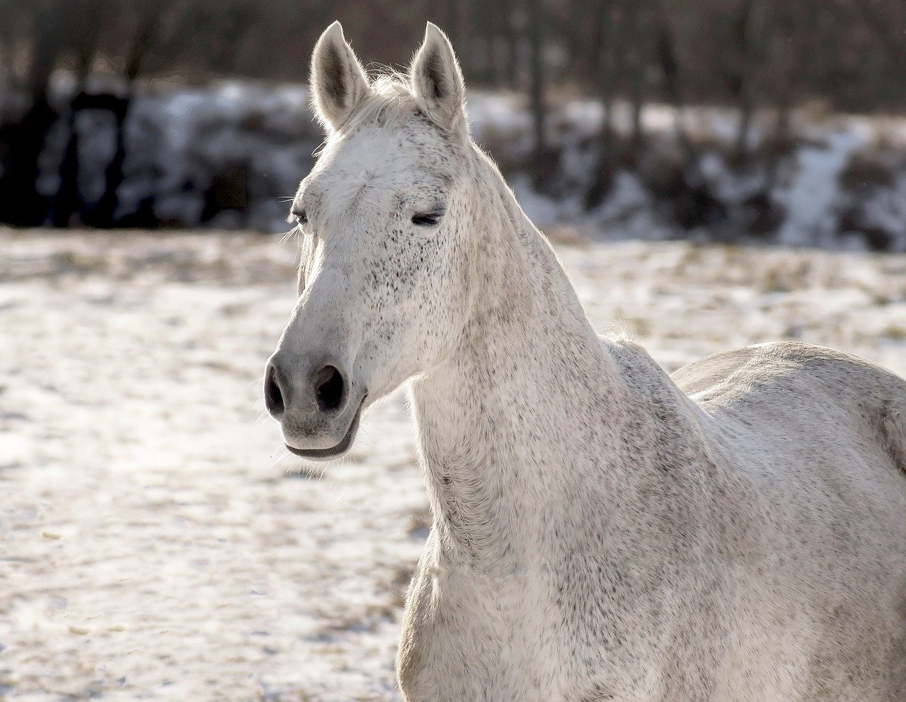 乾燥頭皮のフケに悩む男性におすすめのマッサージ強さの目安は？