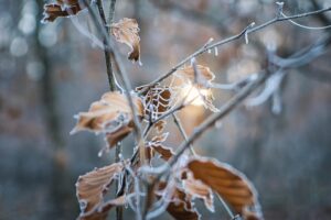 乾燥頭皮が冬にフケが出る理由とは？