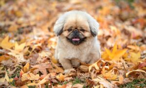 フケが出る原因とシャンプーの選び方は？