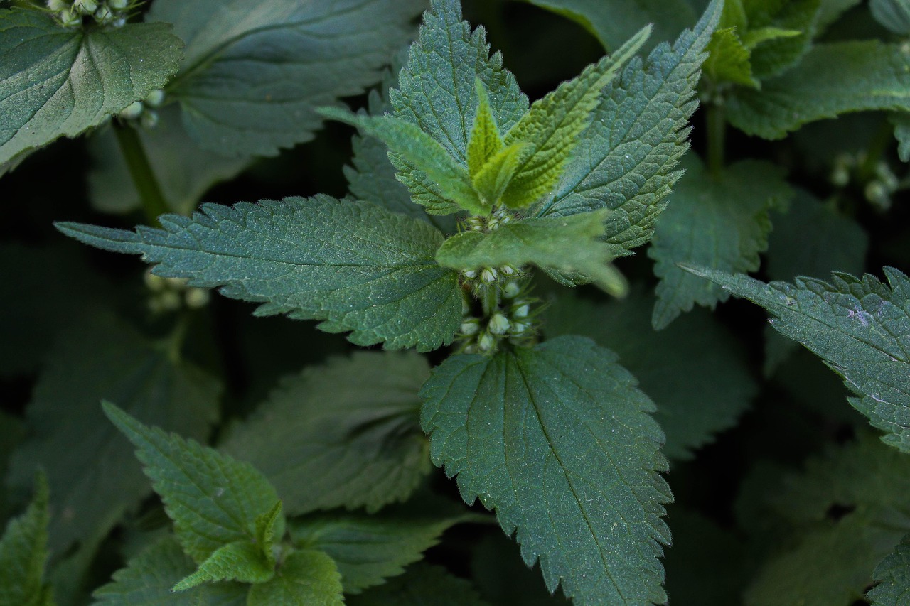 ノンシリコンシャンプーを使うとかゆみが出る理由とは？