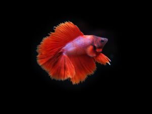 頭皮のベタつきとフケの効果的な対策は？