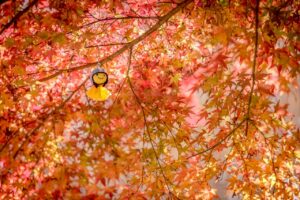 坊主のフケ対策に効果的なシャンプーは？