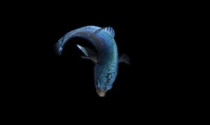 頭皮のベタつきを解消するノンシリコンシャンプーの効果は？