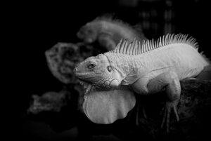 ノンシリコンシャンプーでフケを改善する方法は？