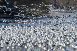 フケが冬に多い理由とは何か？