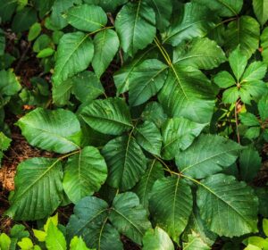 頭皮のかゆみを解消するための口コミはどれが効果的？